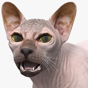 dark cream sphynx cat 3D