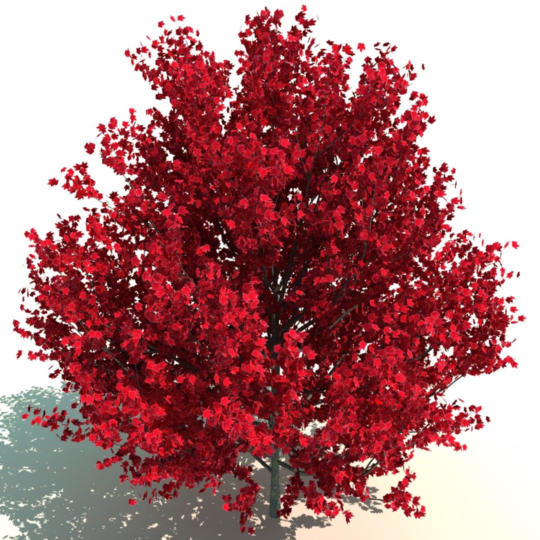 3d model acer rubrum red sunset https://p.turbosquid.com/ts-thumb/Rx/Cs7OEP/7NEI2DJa/red_sunset_1/jpg/1235148389/1920x1080/fit_q87/b0cb8d4c84f56f71578ea7f2b0c496f479aba8c5/red_sunset_1.jpg