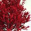 Acer Rubrum Red Sunset (Red Sunset Maple)