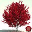 Acer Rubrum Red Sunset (Red Sunset Maple)