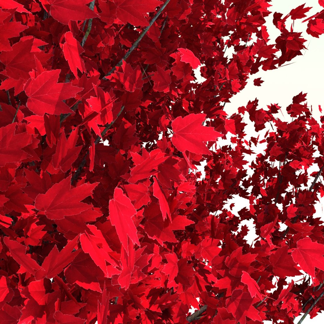 3d model acer rubrum red sunset https://p.turbosquid.com/ts-thumb/Rx/Cs7OEP/rnAw83zD/red_sunset_3/jpg/1235148398/1920x1080/fit_q87/1af47a40c30b1492d0a29b71d54f3e556b40d1c3/red_sunset_3.jpg