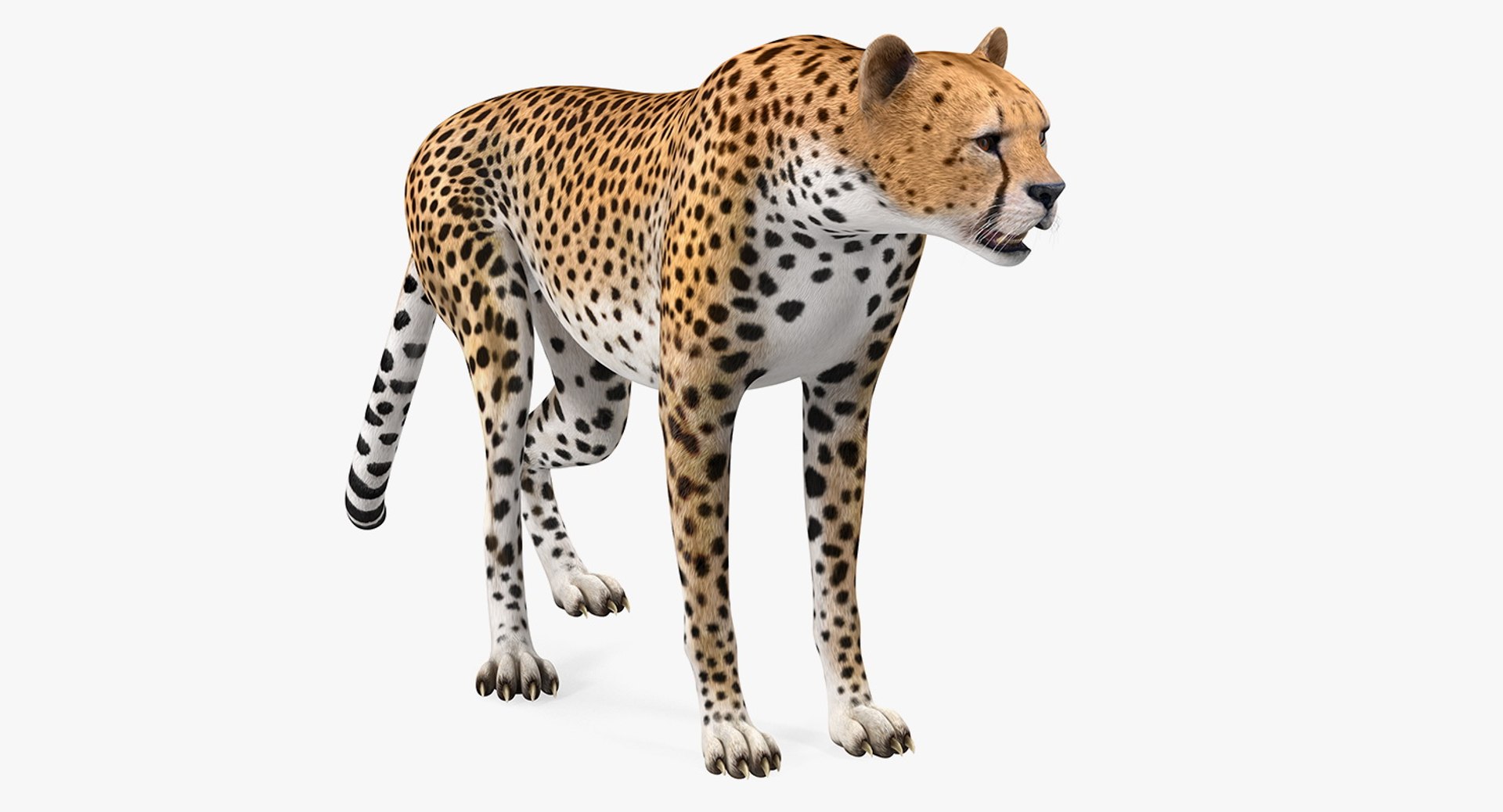 African Large Cat Cheetah Standing Pose 3D Model 3D model preview