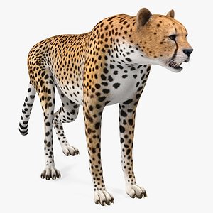 3D african large cat cheetah