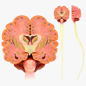 3D human brain cross section with neurons
