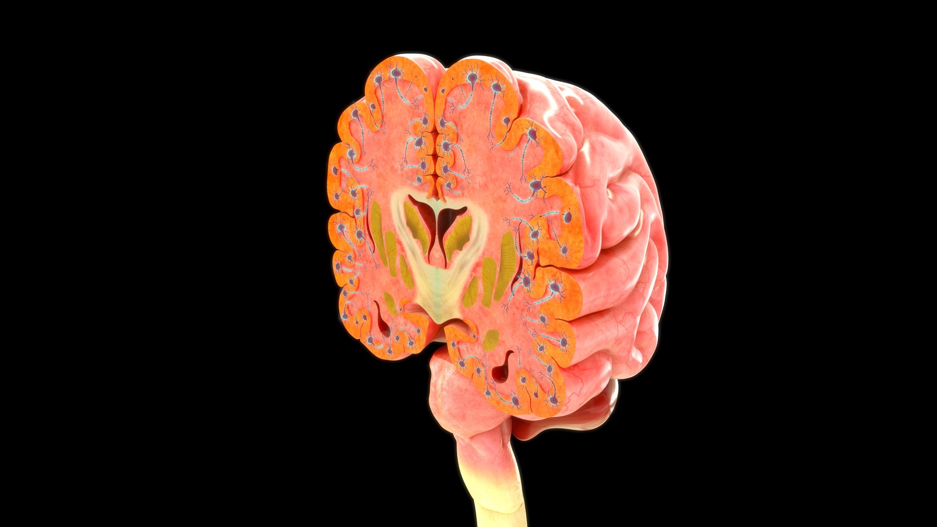 3D Human Brain Cross Section With Neurons - TurboSquid 2190110
