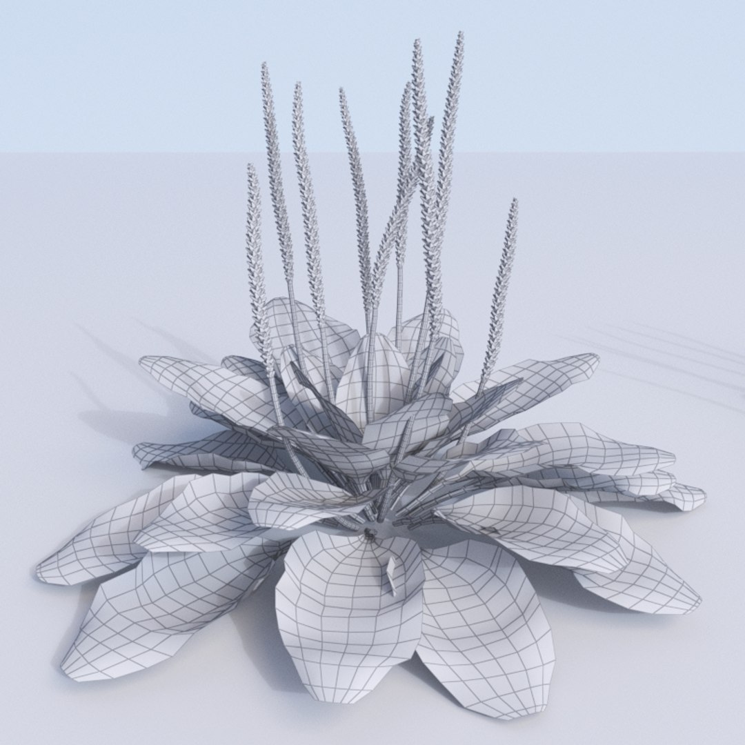 plantains plantago planting 3D model https://p.turbosquid.com/ts-thumb/Rx/VHpmoz/0tEoVpzM/plantago_wire.rgb_color.0006/jpg/1562921642/1920x1080/fit_q87/c1ab9f6a5a7cd257c2d19855584661716873ef7b/plantago_wire.rgb_color.0006.jpg