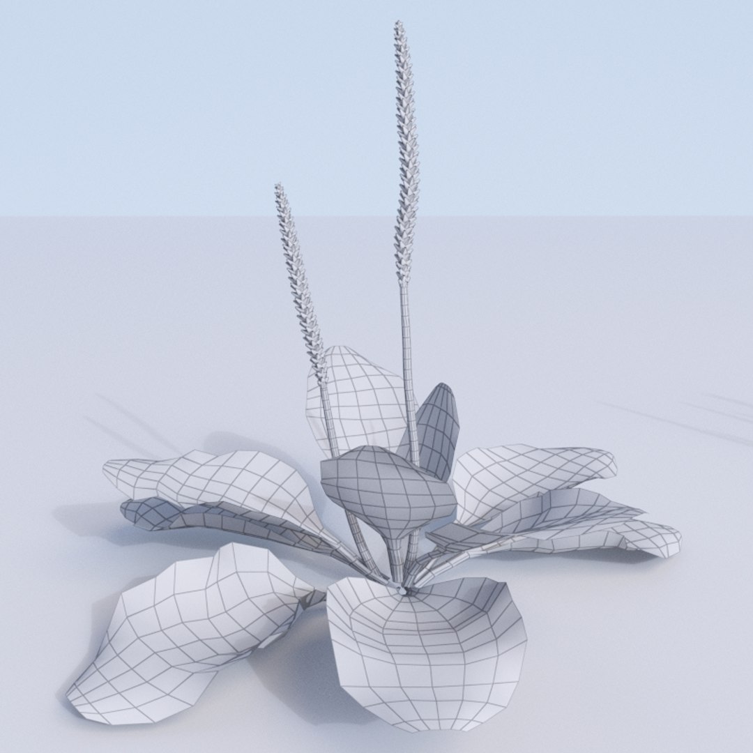 plantains plantago planting 3D model https://p.turbosquid.com/ts-thumb/Rx/VHpmoz/IbEgRkKW/plantago_wire.rgb_color.0003/jpg/1562921642/1920x1080/fit_q87/ef1b524e626b3cc19957fd37cc202e4fdd4c9293/plantago_wire.rgb_color.0003.jpg