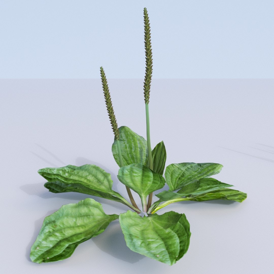 plantains plantago planting 3D model https://p.turbosquid.com/ts-thumb/Rx/VHpmoz/JMI1kgPF/plantago_.rgb_color.0003/jpg/1562921642/1920x1080/fit_q87/fb30091ebdc104ff617927255f6c24e692d71b65/plantago_.rgb_color.0003.jpg