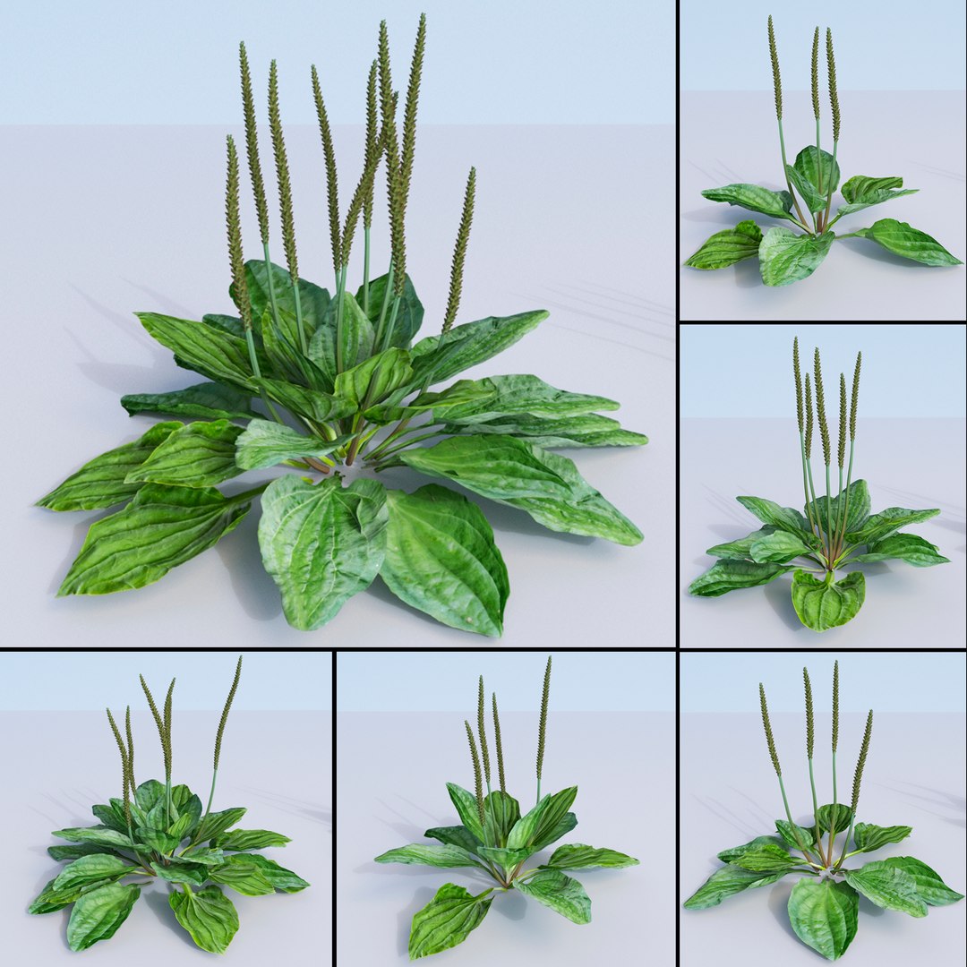 plantains plantago planting 3D model https://p.turbosquid.com/ts-thumb/Rx/VHpmoz/Qlbuo0Pa/plantago_render/jpg/1562921642/1920x1080/fit_q87/9bb37ae6e9bb860edee3582254b821d66bd3e41e/plantago_render.jpg