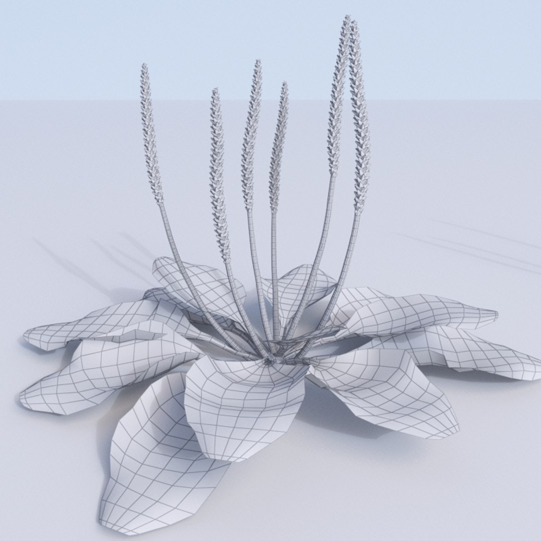 plantains plantago planting 3D model https://p.turbosquid.com/ts-thumb/Rx/VHpmoz/hLkjaB9Q/plantago_wire.rgb_color.0004/jpg/1562921642/1920x1080/fit_q87/80ba78709d72cc496c5a55d15cae067c6a209a00/plantago_wire.rgb_color.0004.jpg