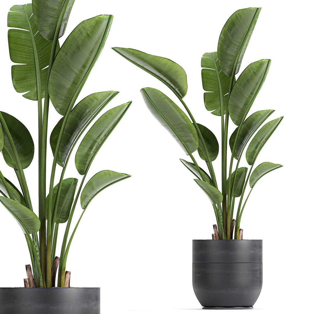 Decorative Interior Strelitzia 3D Model - TurboSquid 1634037