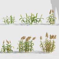 Sorghum bicolor - Broomcorn 3D model
