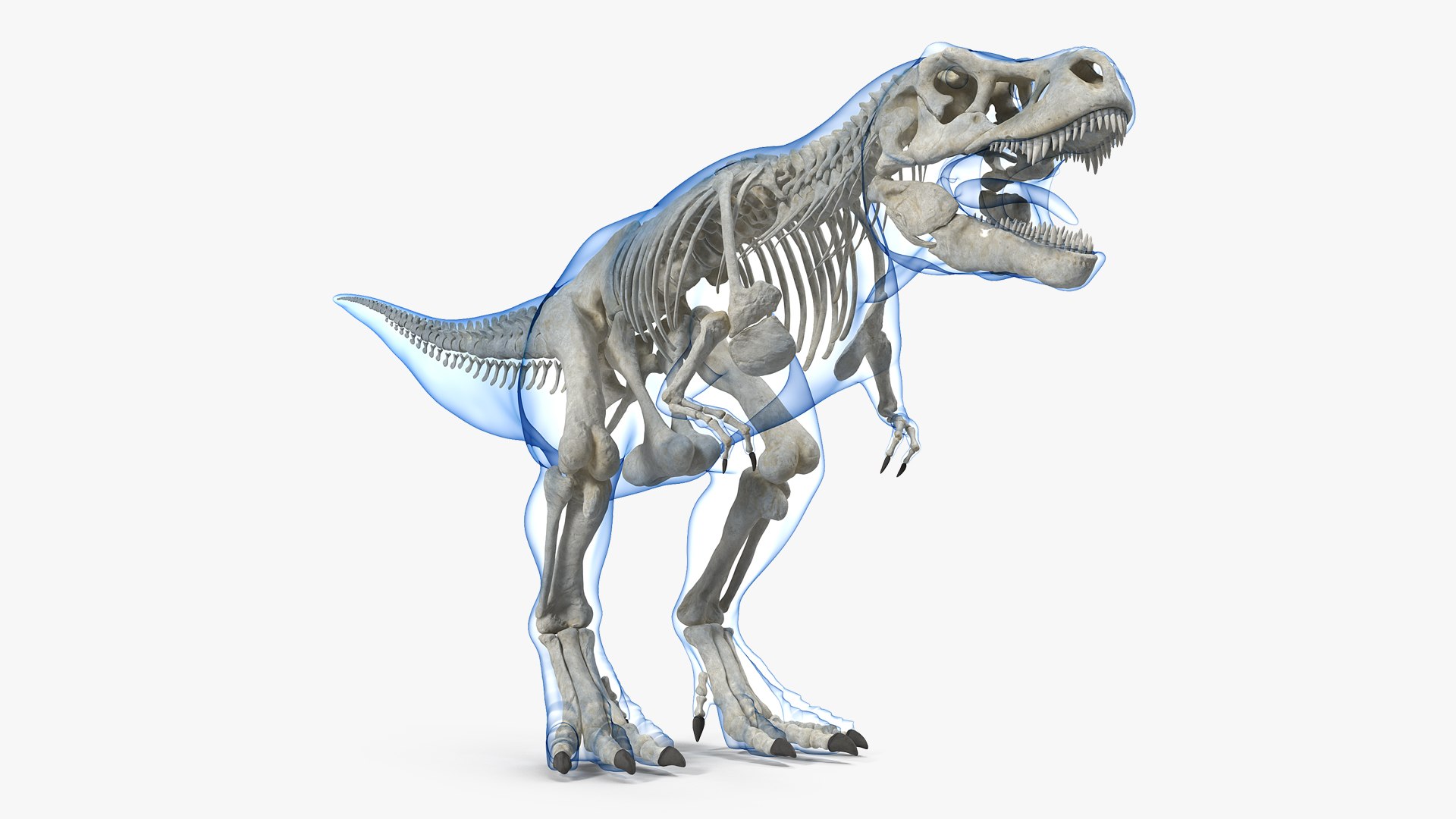 Tyrannosaurus Rex Skeleton with Skin 3D model preview