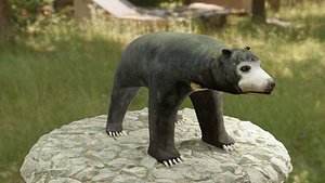 Sunbear Model 3D model