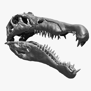 3D model Spinosaurus Skull Set