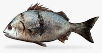Sargo, Anisotremus davidsonii