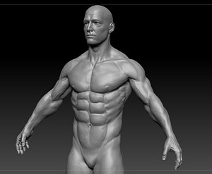 low-poly character male anatomy 3D model