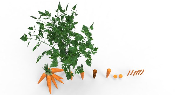 carrot vegetable food 3D model