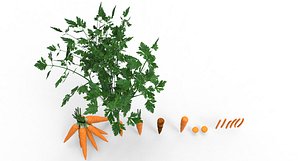 carrot