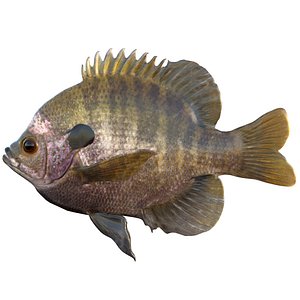 Bluegill Sunfish