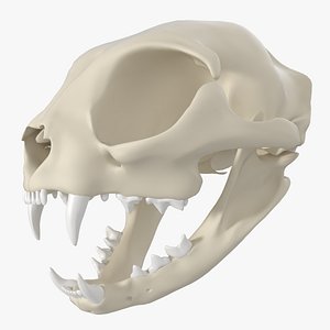 Cat Skull