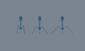 Bacteriophage