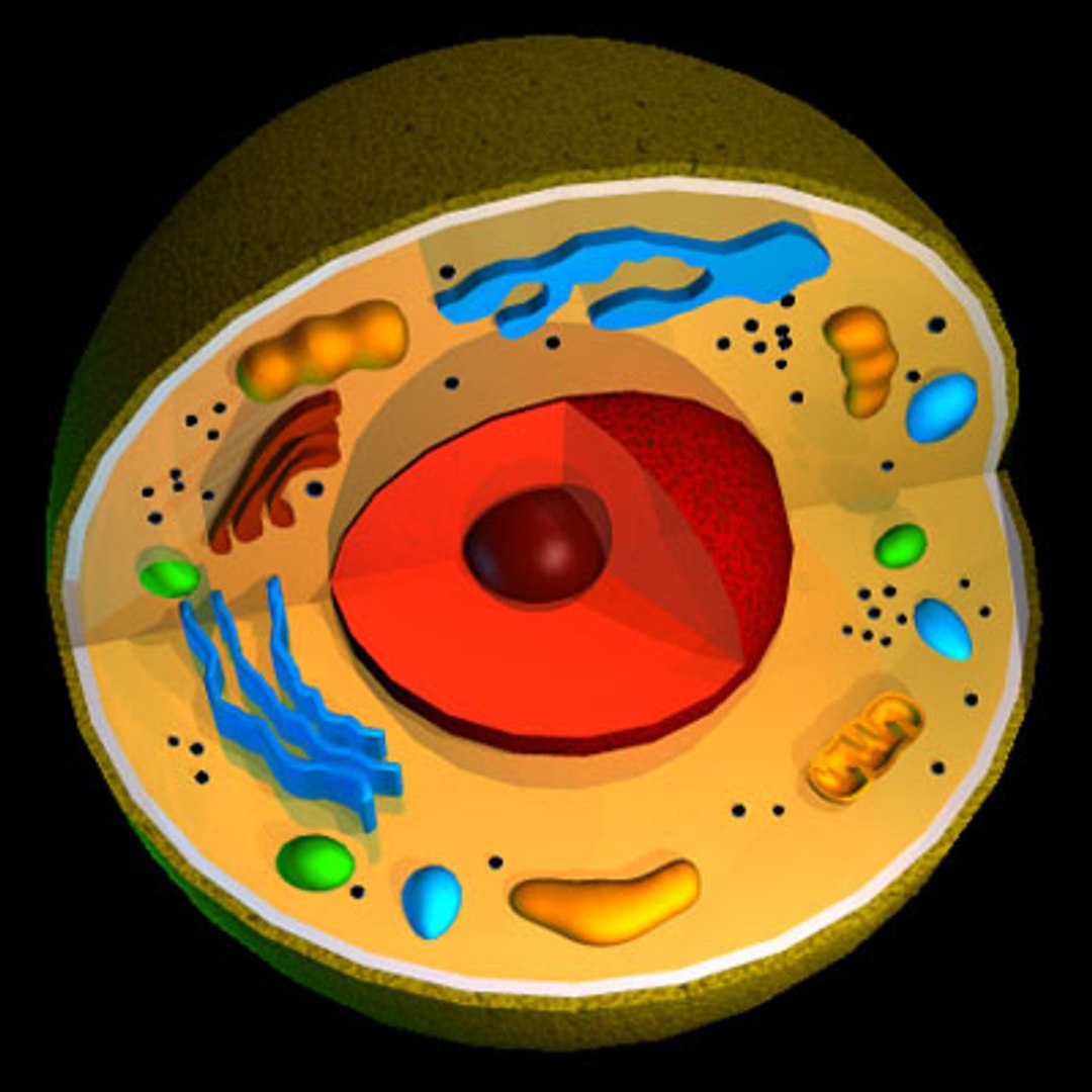 3d Cell