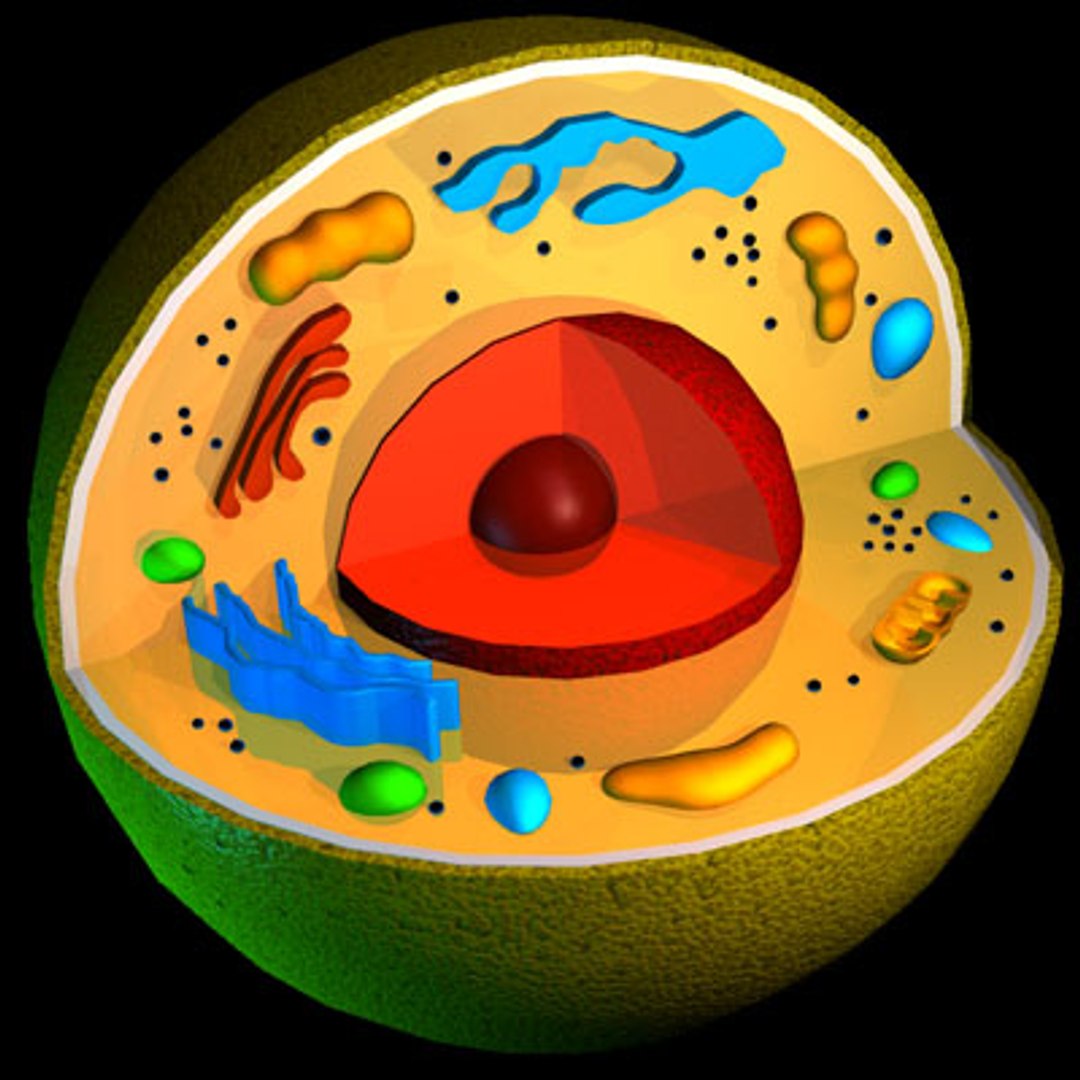 3d Cell