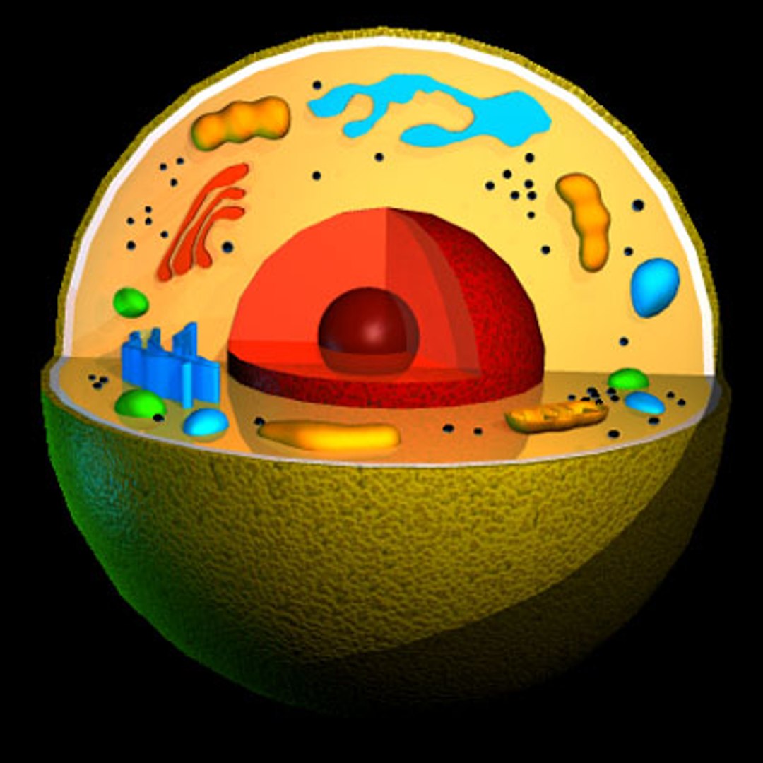 3d Cell