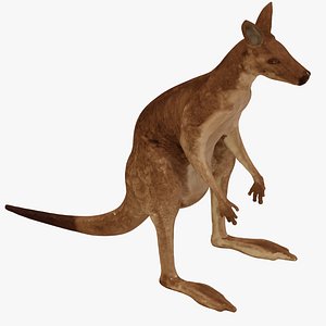 3D Low poly Kangaroo