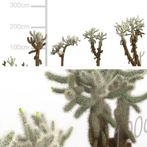 Cholla luminance - Cane cholla 02 3D model