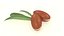 Argan seed cosmetics nut with leaf decor advertising herb