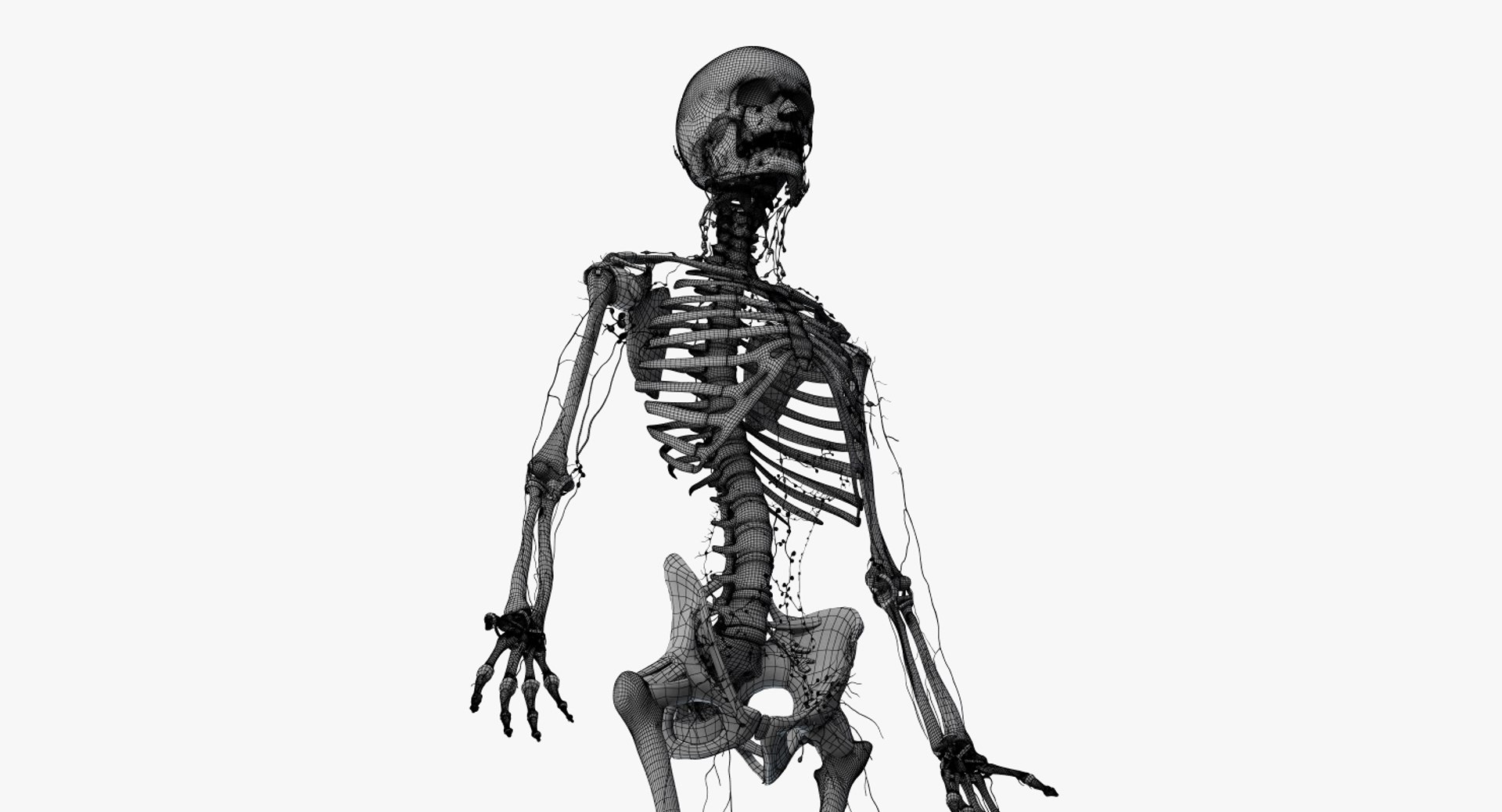 skin elder female skeleton 3D model https://p.turbosquid.com/ts-thumb/Rz/4bFRa8/8YhXljLr/2019_female_wire_anatomy_skel_lymph0006/jpg/1569005176/1920x1080/fit_q87/d7f8dc6ceb51d714912d1448ee917955800a5ccf/2019_female_wire_anatomy_skel_lymph0006.jpg