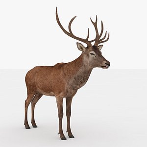 Deer Rigged and Animated 3D