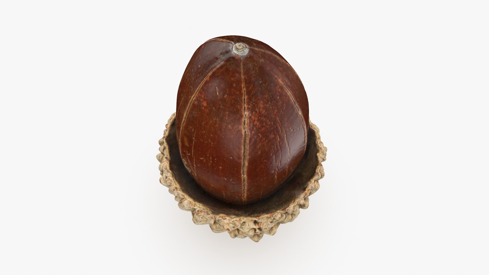 3D Acorn 02 https://p.turbosquid.com/ts-thumb/Rz/Eys07Q/MS/acorn02_b0012/jpg/1726762280/1920x1080/fit_q87/91495877276090a1ac4aa3111e8d078032add445/acorn02_b0012.jpg