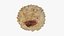 Acorn 02