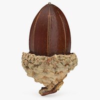 Acorn 02