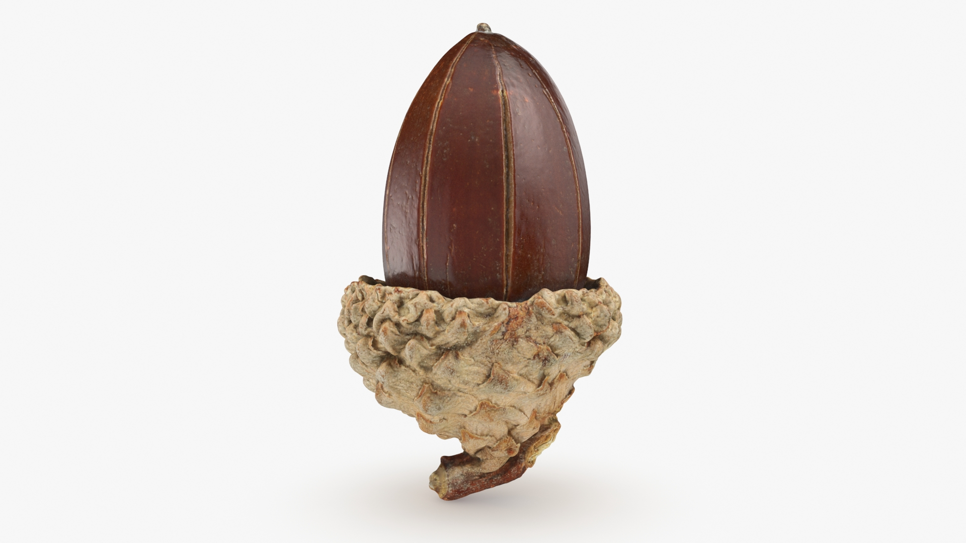 3D Acorn 02 https://p.turbosquid.com/ts-thumb/Rz/Eys07Q/kP/acorn02/jpg/1726761731/1920x1080/turn_fit_q99/8c4000d1fb20de0821eed999f3b9f1dbc8dced65/acorn02-1.jpg