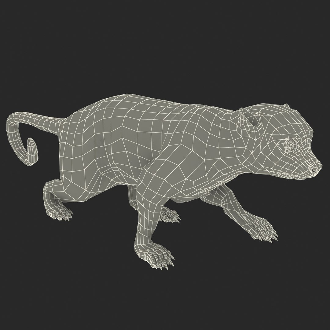 3d Model Kinkajou Pose 1