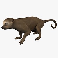 Kinkajou Pose 1