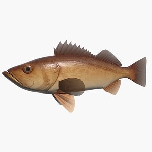 bocaccio fish 3d model