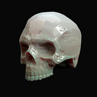 Human hipoly skull
