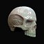 Human hipoly skull