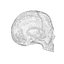 Human hipoly skull