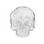 Human hipoly skull