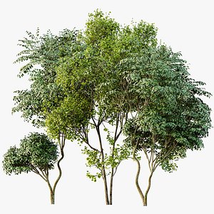 AV Acer Saccharinum and Japanese Cherry Leaf model