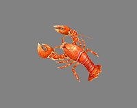 Cartoon Lobster - Sea Shrimp - Crab