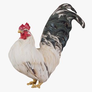3D model Rooster Remastered