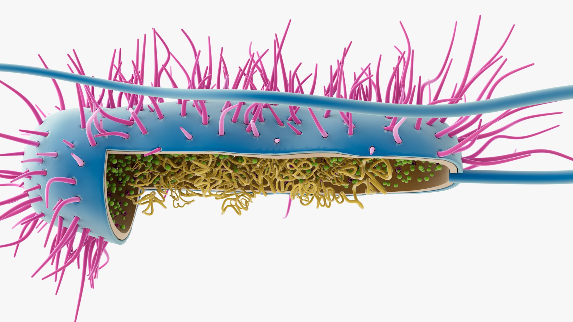 3D Prokaryotic Cell - TurboSquid 2248628