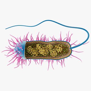 Prokaryotic Cell